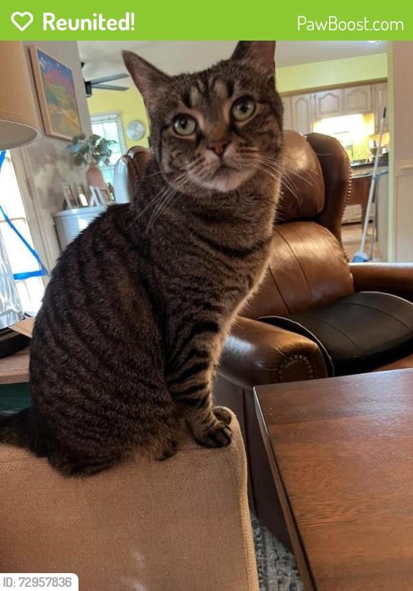 Reunited Female Cat last seen Foxridge Trail and Old Oaks Terrace, Chesapeake, VA 23322, Chesapeake, VA 23322