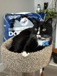 Lost Male Cat last seen Seville way and orange ln, Santa Clarita, CA 91387