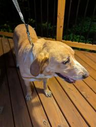 Reunited Female Dog last seen Davis Mill & Steeplechase , Pleasant Garden, NC 27313