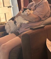 Reunited Female Cat last seen Tennyson , Hayward, CA 94544