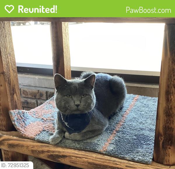 Reunited Male Cat last seen Near Marion Ave, Aurora, IL 60505