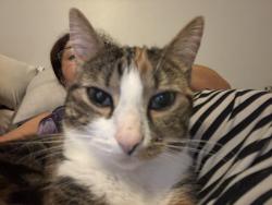 Reunited Female Cat last seen Cotton Mill , Lake Ridge, VA 22192