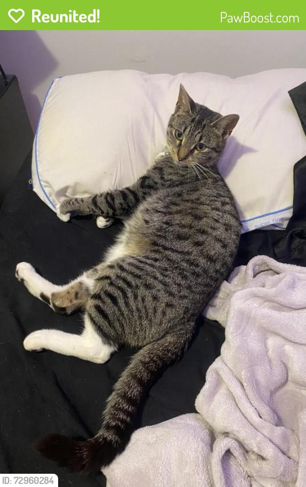 Reunited Female Cat last seen ryerson ave paterson nj, Paterson, NJ 07502