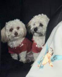 Lost Male Dog last seen Near cranmer dr walnut ca 91789, Walnut, CA 91789