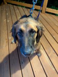 Reunited Male Dog last seen Davis Mill & Steeplechase , Pleasant Garden, NC 27313