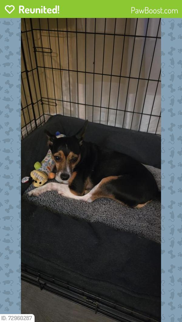 Reunited Female Dog last seen Koutnick and Seven Gables SE, Palm Bay, FL 32909