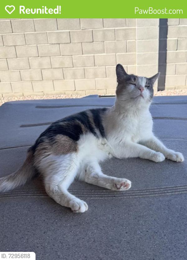Reunited Female Cat last seen Surprise, AZ, Surprise, AZ 85387