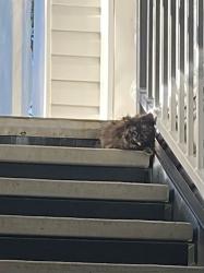 Found/Stray Unknown Cat last seen McDonald’s on McGee Street, Kansas City, MO 64155