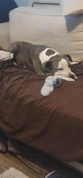Lost Female Dog last seen Lancaster and Brockley Lane , 77087, Houston, TX 77087