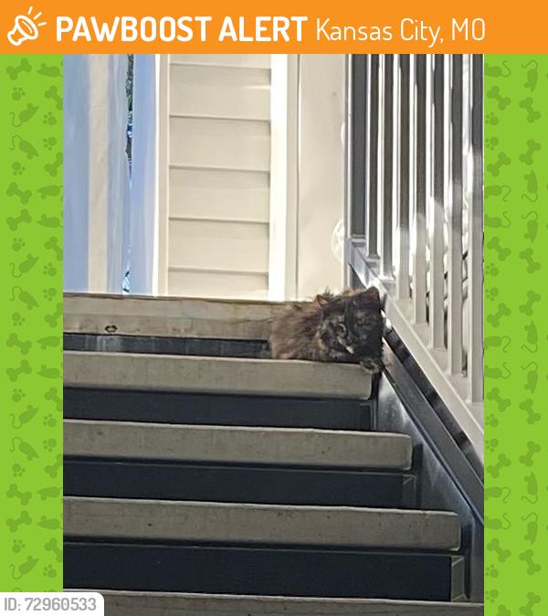 Found/Stray Unknown Cat last seen McDonald’s on McGee Street, Kansas City, MO 64155