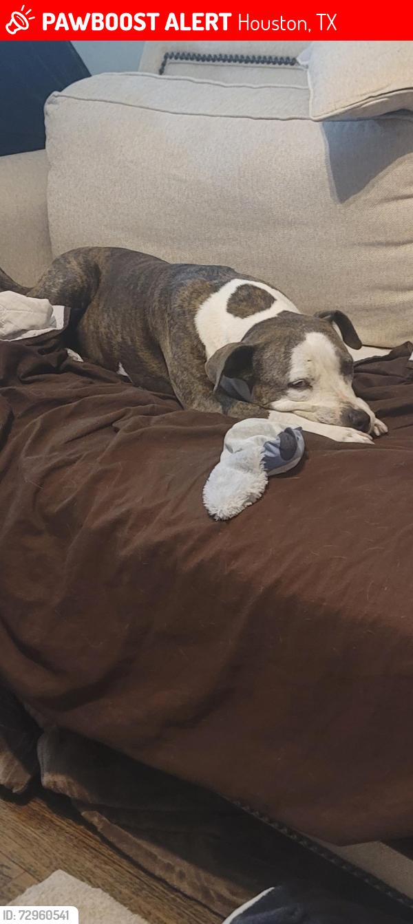 Lost Female Dog last seen Lancaster and Brockley Lane , 77087, Houston, TX 77087