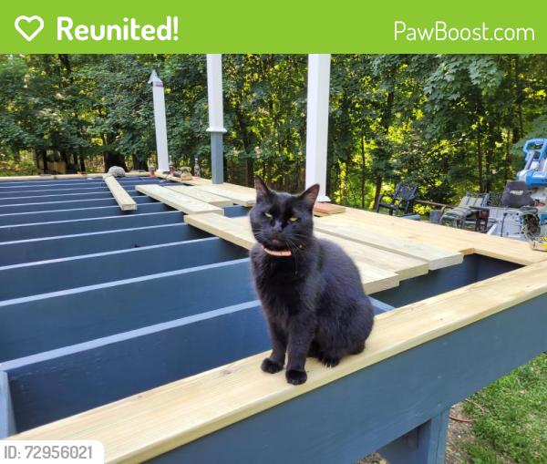 Reunited Female Cat last seen Violet Avenue , Fairview, NY 12601
