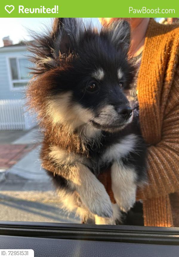 Reunited Male Dog last seen Chanslor Ave and Broadway Ave, Richmond, CA 94808