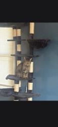 Reunited Male Cat last seen My home, Park Hills, KY 41011