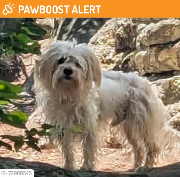 Found/Stray Male Dog last seen Chimney rock, Frederick County, MD 21788