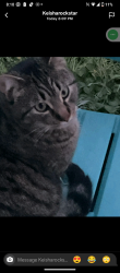Lost Male Cat last seen Blue st hwy 20, Marysville, CA 95901