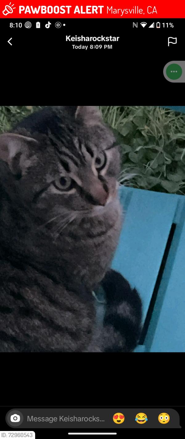 Lost Male Cat last seen Blue st hwy 20, Marysville, CA 95901