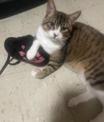 Lost Male Cat last seen Centennial Blvd, Springfield, OR 97477