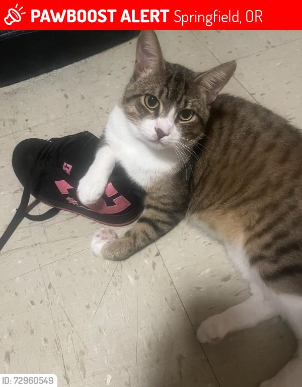 Lost Male Cat last seen Centennial Blvd, Springfield, OR 97477