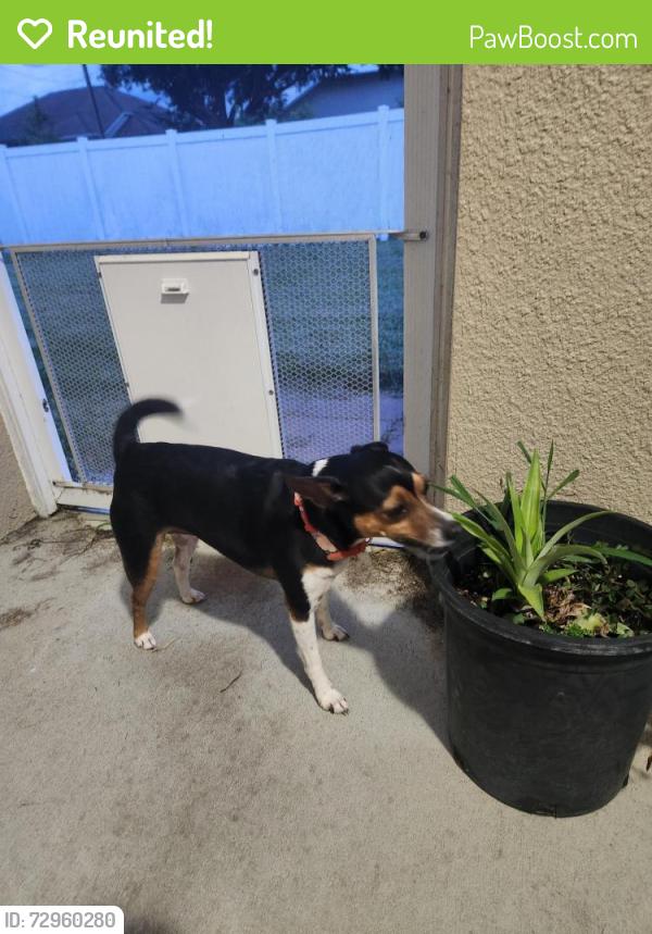 Reunited Female Dog last seen Koutnik Rd and Seven Gables Cir , Palm Bay, FL 32909