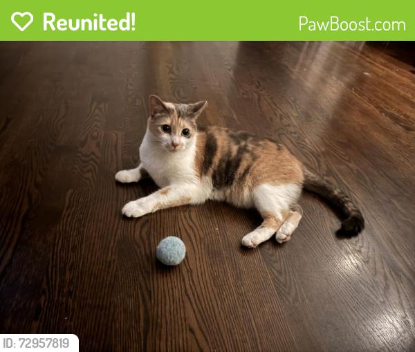 Reunited Female Cat last seen Wimbleton and Twin Oaks , Birmingham, MI 48009