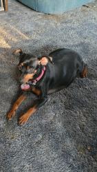 Reunited Female Dog last seen Chase and sunnybrook, Wichita, KS 67217