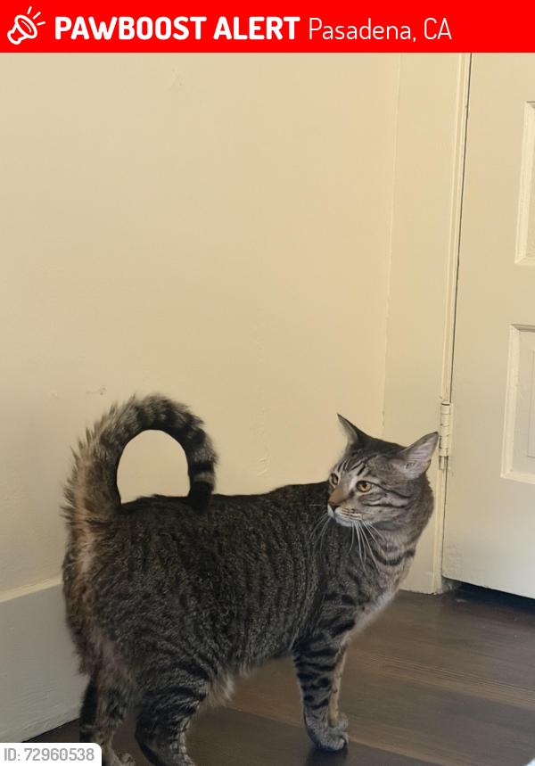Lost Male Cat last seen In Pasadena Bungalow Heaven , Pasadena, CA 91104