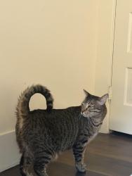 Lost Male Cat last seen In Pasadena Bungalow Heaven , Pasadena, CA 91104