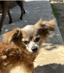 Reunited Female Dog last seen Kessler Park, Bloomington, CA 92316