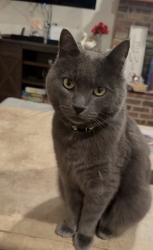 Lost Male Cat last seen Coventry Ridge Subdivision , Zionsville, IN 46077