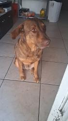 Lost Male Dog last seen Near n macon st , Aurora, CO 80010