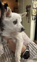 Reunited Male Dog last seen 71st & Baseline, Phoenix, AZ 85339