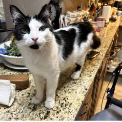 Lost Female Cat last seen Marilyn Drive in Aviation Heights, Schertz , Schertz, TX 78154