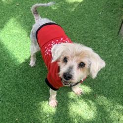Shelter Stray Female Dog last seen , CA , Oakland, CA 94601