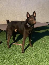 Found/Stray Male Dog last seen Vista and newport, Long Beach, CA 90803
