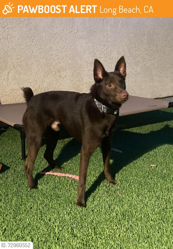Found/Stray Male Dog last seen Vista and newport, Long Beach, CA 90803
