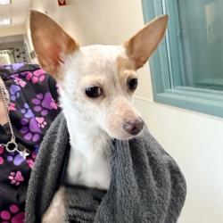 Shelter Stray Female Dog last seen Oakland, CA 94601, Oakland, CA 94601