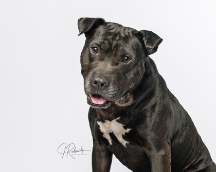 Shelter Stray Male Dog last seen Lecanto, FL 34461, Inverness, FL 34450