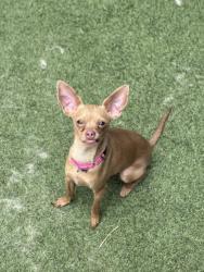 Shelter Stray Female Dog last seen E Truman Rd E & Hardesty Ave, KCMO, 64127, 64127, MO, Kansas City, MO 64132