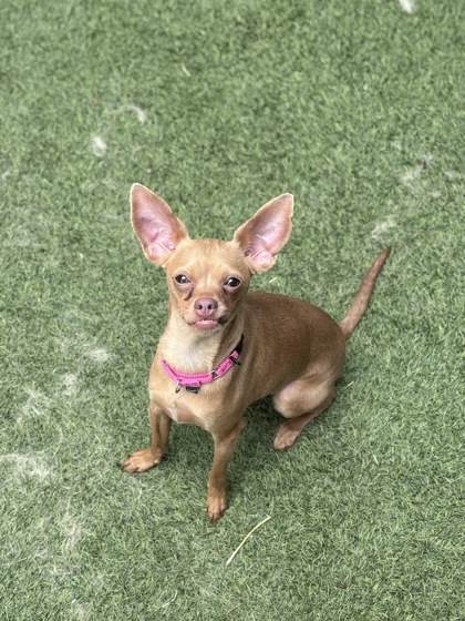 Shelter Stray Female Dog last seen E Truman Rd E & Hardesty Ave, KCMO, 64127, 64127, MO, Kansas City, MO 64132
