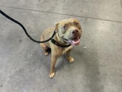 Shelter Stray Female Dog last seen Atlanta, GA 30318, Atlanta, GA 30336