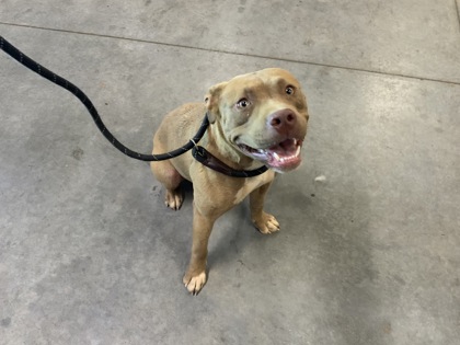 Shelter Stray Female Dog last seen Atlanta, GA 30318, Atlanta, GA 30336