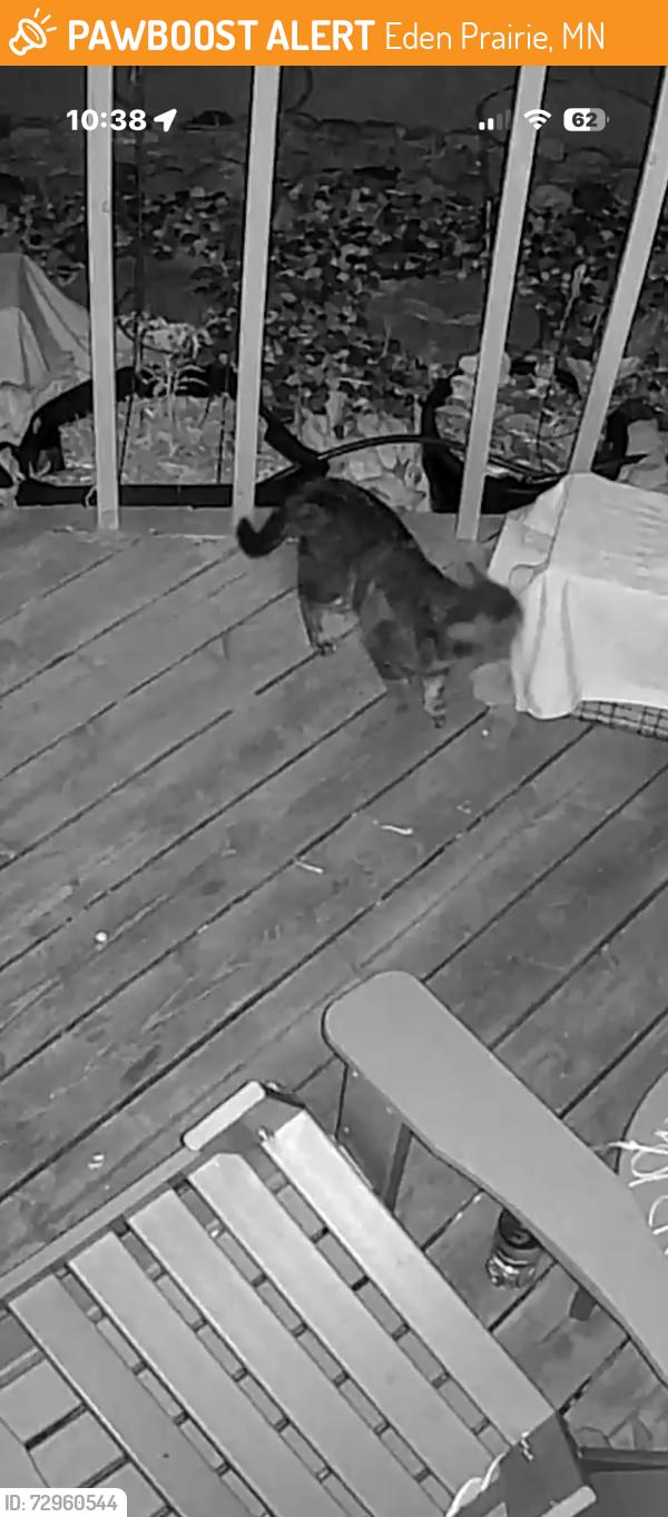 Found/Stray Unknown Cat last seen Hyland Ter and CenterWay, Eden Prairie, MN 55344