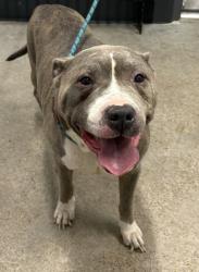 Shelter Stray Male Dog last seen , OH , Cleveland, OH 44102