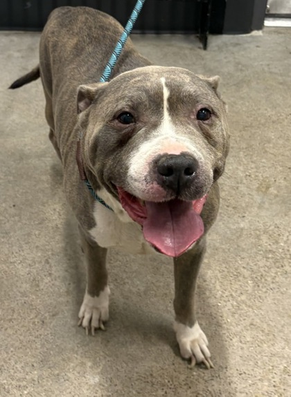 Shelter Stray Male Dog last seen , OH , Cleveland, OH 44102