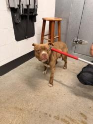 Shelter Stray Male Dog last seen Columbus, OH 43214, Cleveland, OH 44102