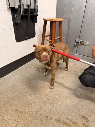 Shelter Stray Male Dog last seen Columbus, OH 43214, Cleveland, OH 44102