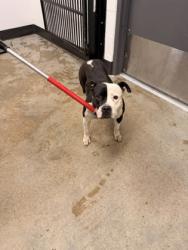 Shelter Stray Female Dog last seen Columbus, OH 43214, Cleveland, OH 44102