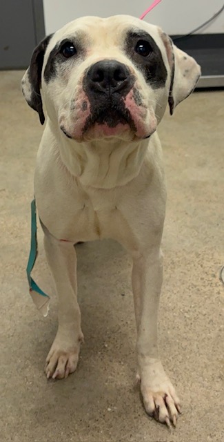 Shelter Stray Female Dog last seen Near Judson, 4th District, OH, Cleveland, OH 44102