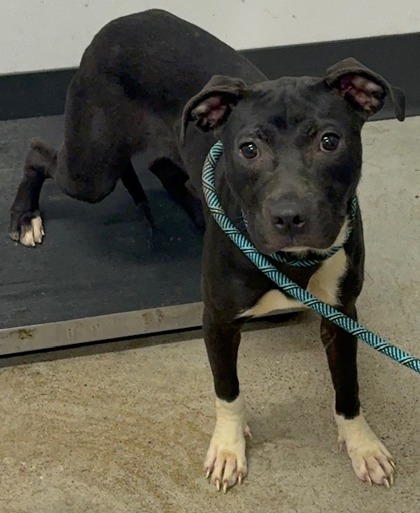 Shelter Stray Female Dog last seen Near Judson, 4th District, OH, Cleveland, OH 44102